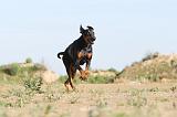 DOBERMANN 628